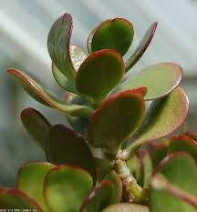 crassula