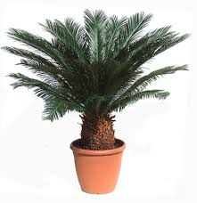 cycas