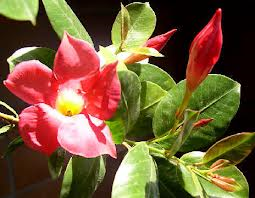 dipladenia