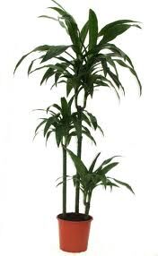 dracaena