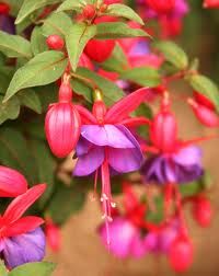fuchsia