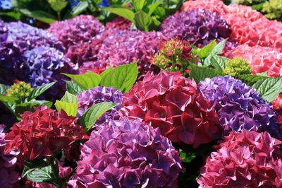 hortensia