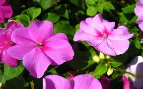 impatiens