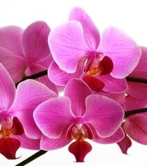 orchidee