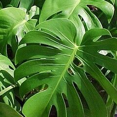 philodendron