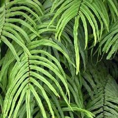 pteris