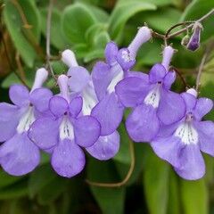streptocarpus